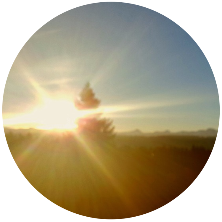 sun in the field